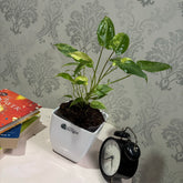 Philodendron Burl Marx variegated, with 5.5 inches white decor pot